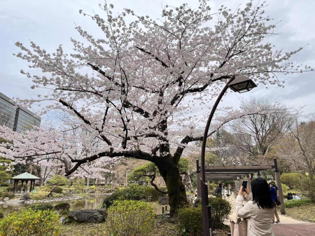 《早くも２回目の〇〇〇と桜》［img-03］