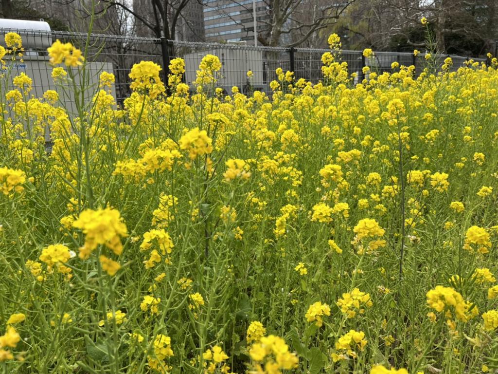 《早くも２回目の〇〇〇と桜》［img-04］