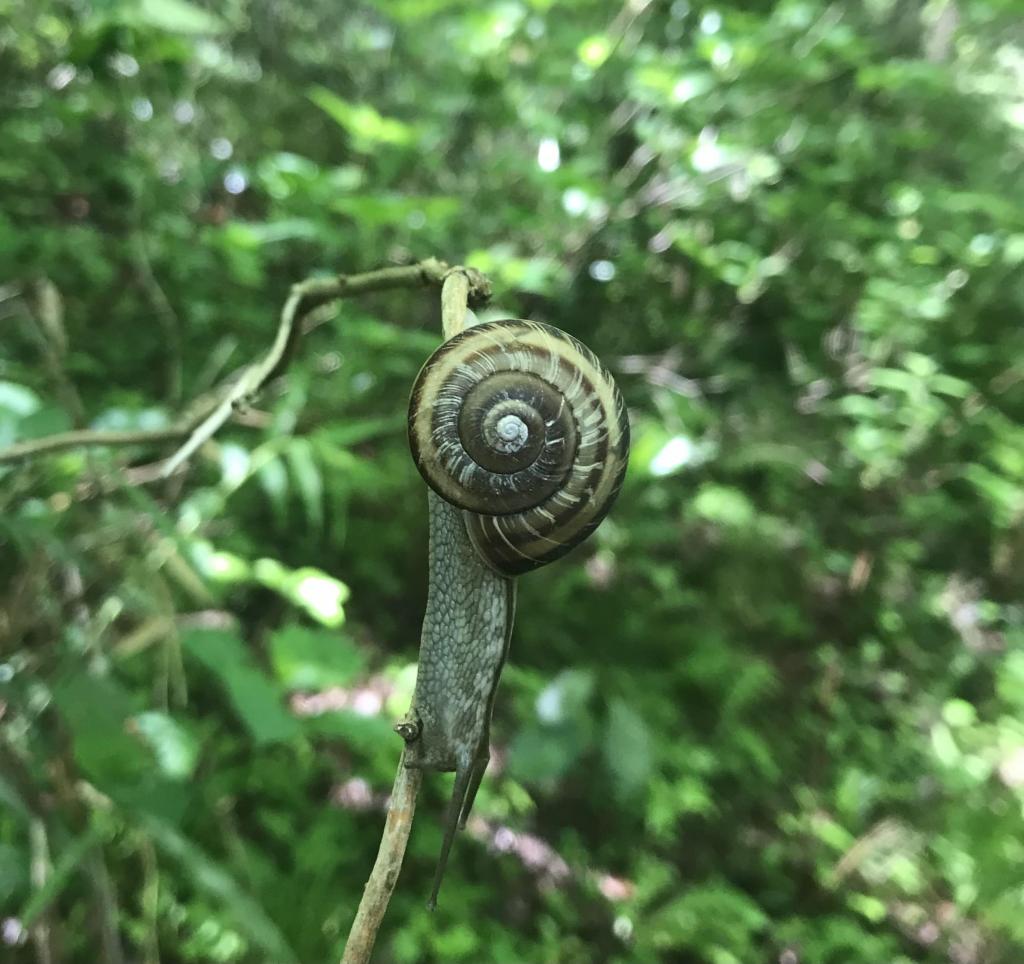 ☆新緑登山☆［img-09］